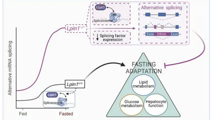 Graphical abstract of Huan’s paper on the role of Lipin1 in mRNA splicing.