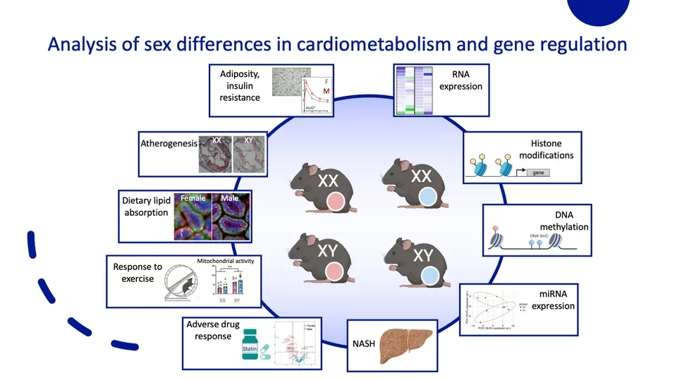 The Four Core Genotypes mouse model. It reveals independent chromosomal and gonadal sex effects. Details in the “Analysis of Sex Differences” section.