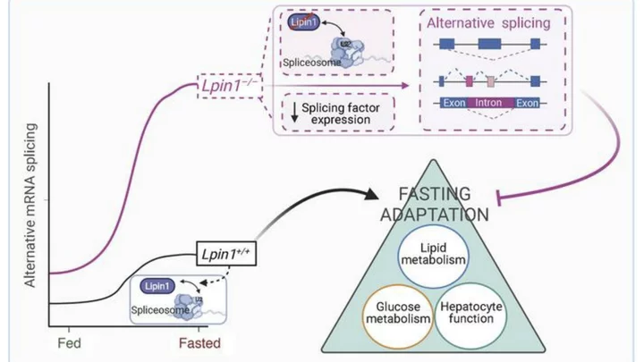 Graphical abstract of Huan’s paper on the role of Lipin1 in mRNA splicing.